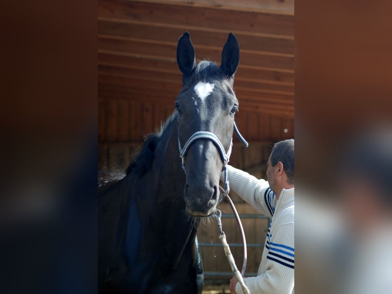 Bavarian Warmblood Mare 14 years 17 hh Black in Falkenberg