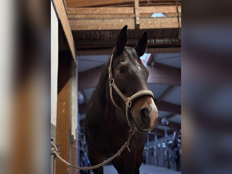 Bavarian Warmblood Mare 14 years 17 hh Brown in Bautzen