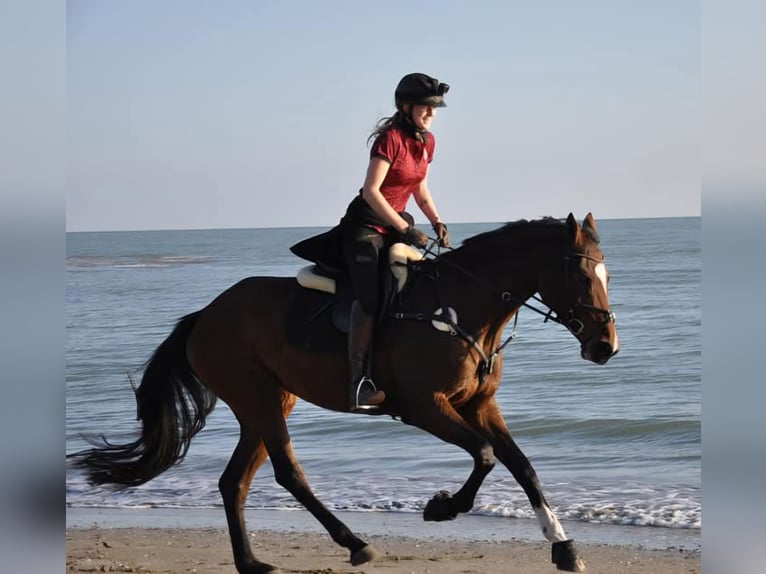 Bavarian Warmblood Mare 14 years 17 hh Brown in Frankenburg