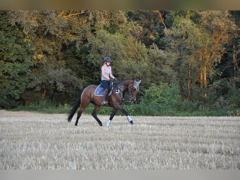 Bavarian Warmblood Mare 14 years 17 hh Brown in Frankenburg