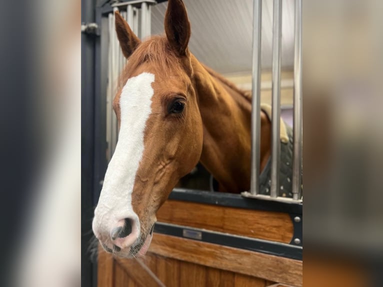 Bavarian Warmblood Mare 14 years 17,1 hh Chestnut-Red in Sauldorf