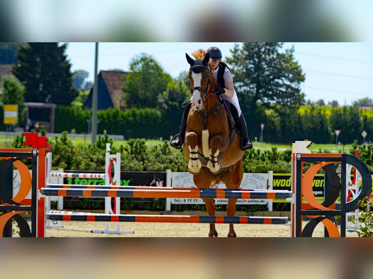 Bavarian Warmblood Mare 14 years 17,1 hh Chestnut-Red in Sauldorf
