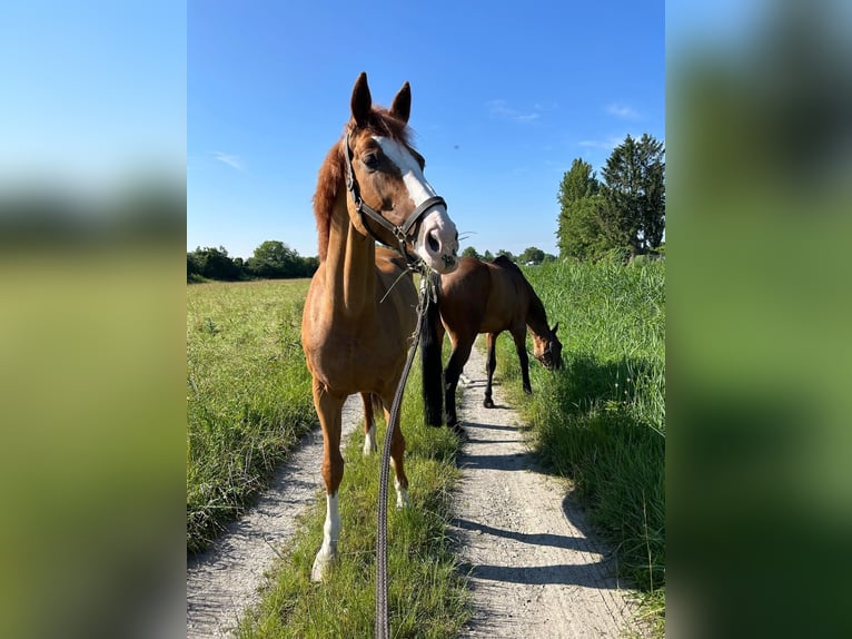 Bavarian Warmblood Mare 14 years 17,1 hh Chestnut-Red in Sauldorf