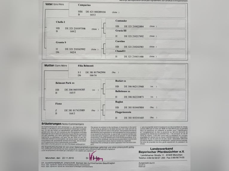Bavarian Warmblood Mare 15 years 15,2 hh Bay-Dark in Seebruck