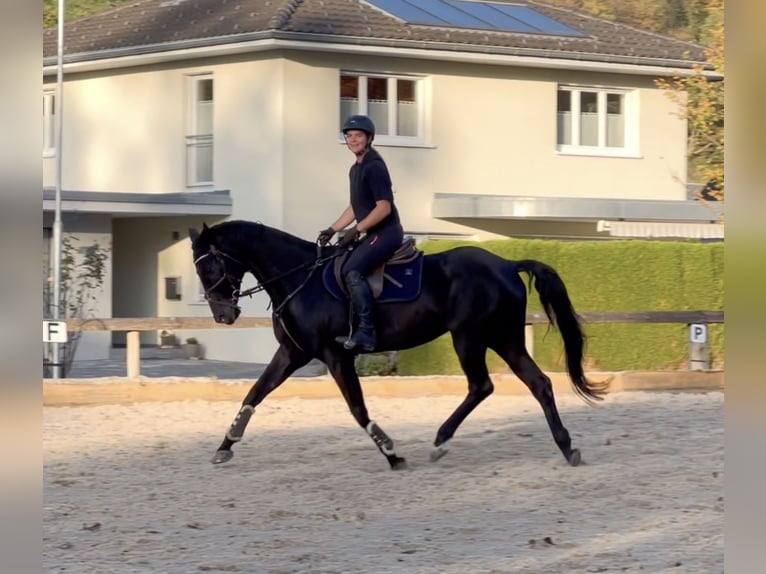 Bavarian Warmblood Mare 15 years 16,1 hh Black in Schlins