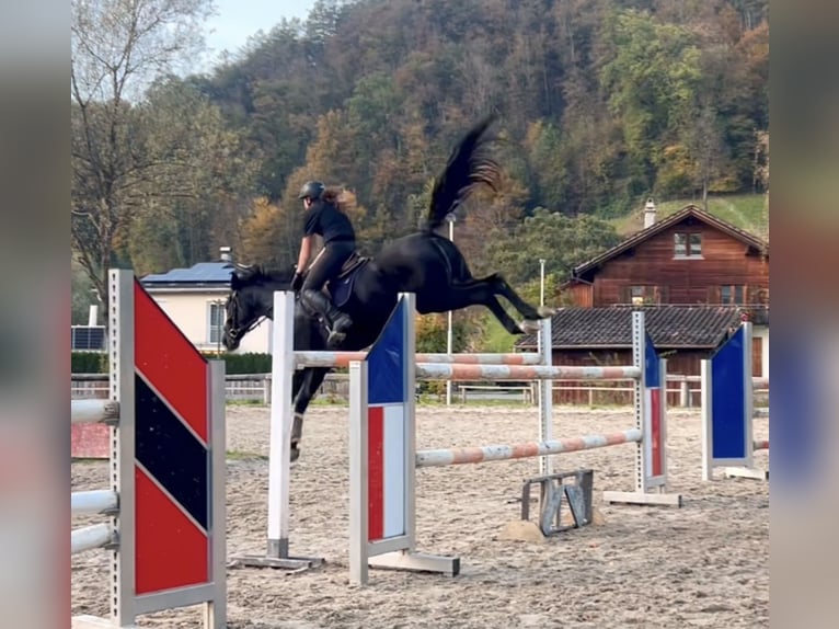 Bavarian Warmblood Mare 15 years 16,1 hh Black in Schlins