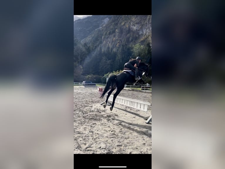 Bavarian Warmblood Mare 15 years 16,1 hh Black in Schlins