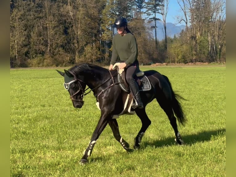 Bavarian Warmblood Mare 15 years 16,1 hh Black in Schlins