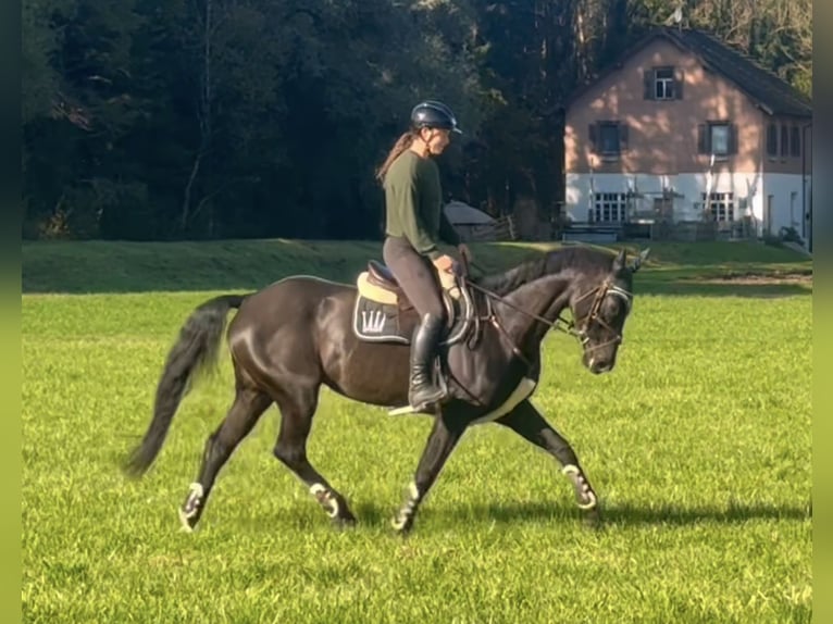 Bavarian Warmblood Mare 15 years 16,1 hh Black in Schlins