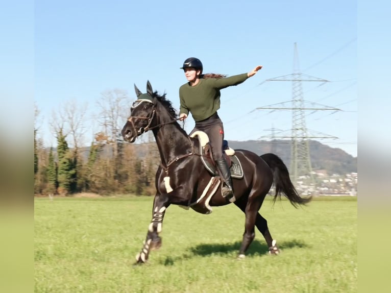 Bavarian Warmblood Mare 15 years 16,1 hh Black in Schlins