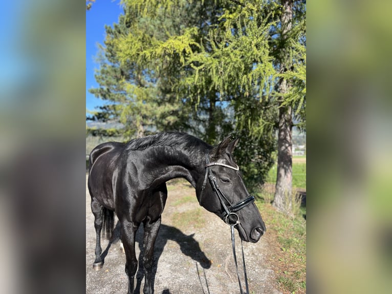 Bavarian Warmblood Mare 15 years 16,1 hh Black in Schlins