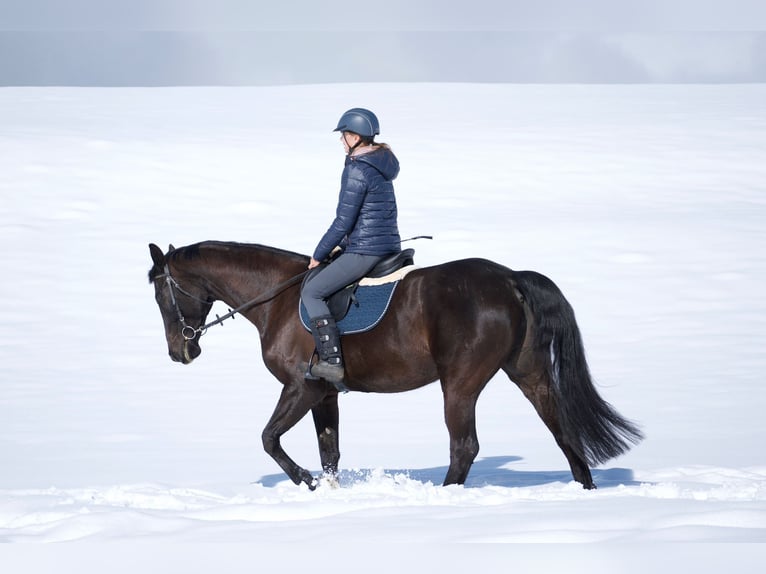 Bavarian Warmblood Mare 15 years 16,1 hh Black in Obersaxen