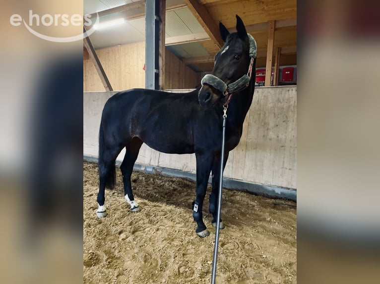Bavarian Warmblood Mare 15 years 16.2 hh Bay-Dark in Oberstadion