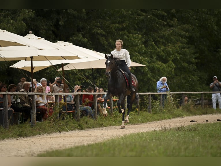 Bavarian Warmblood Mare 15 years 16,2 hh Brown in Parsberg