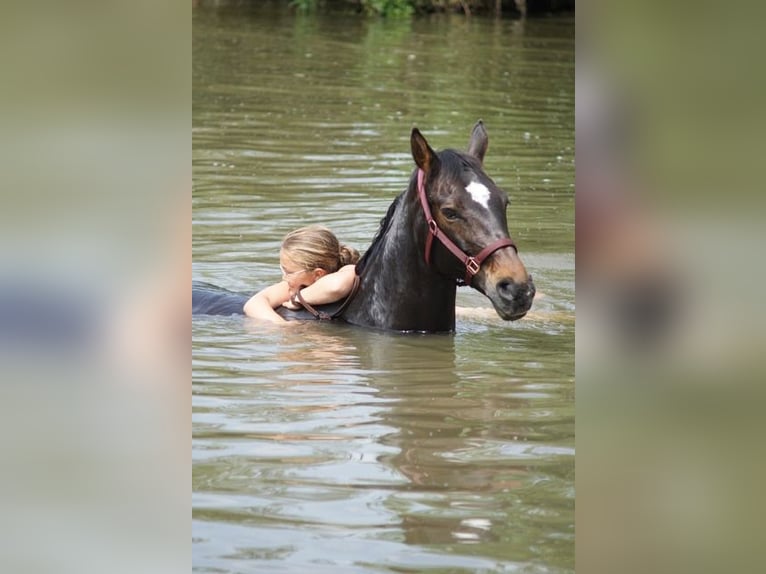 Bavarian Warmblood Mare 15 years 16,2 hh Brown in Parsberg