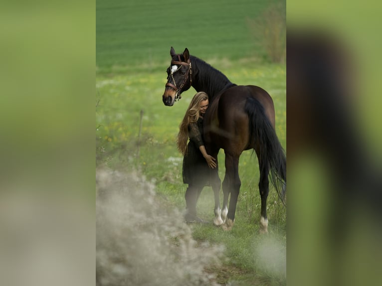 Bavarian Warmblood Mare 15 years 16,2 hh Brown in Parsberg