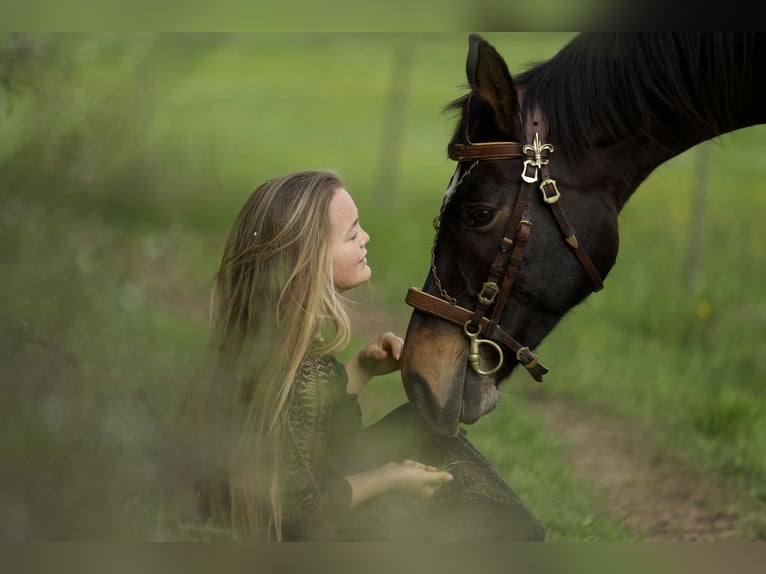 Bavarian Warmblood Mare 15 years 16,2 hh Brown in Parsberg