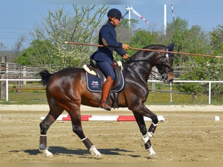 Bavarian Warmblood Mare 15 years 16,2 hh Brown in Parsberg