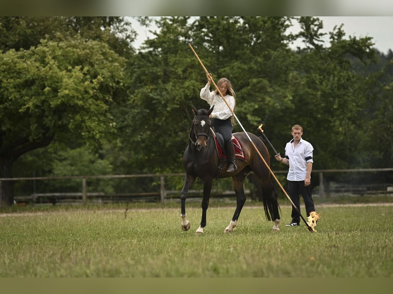 Bavarian Warmblood Mare 15 years 16,2 hh Brown in Parsberg