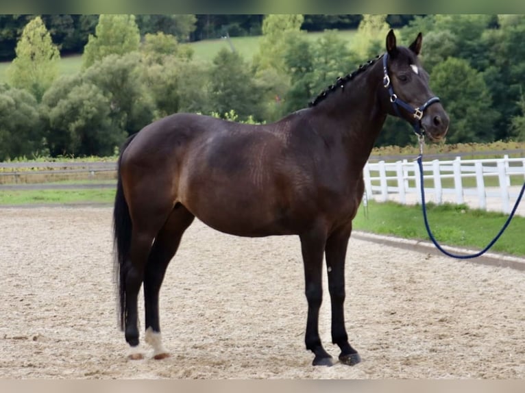 Bavarian Warmblood Mare 15 years 16 hh Bay-Dark in Bad blumau