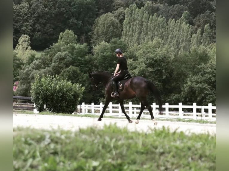 Bavarian Warmblood Mare 15 years 16 hh Bay-Dark in Bad blumau