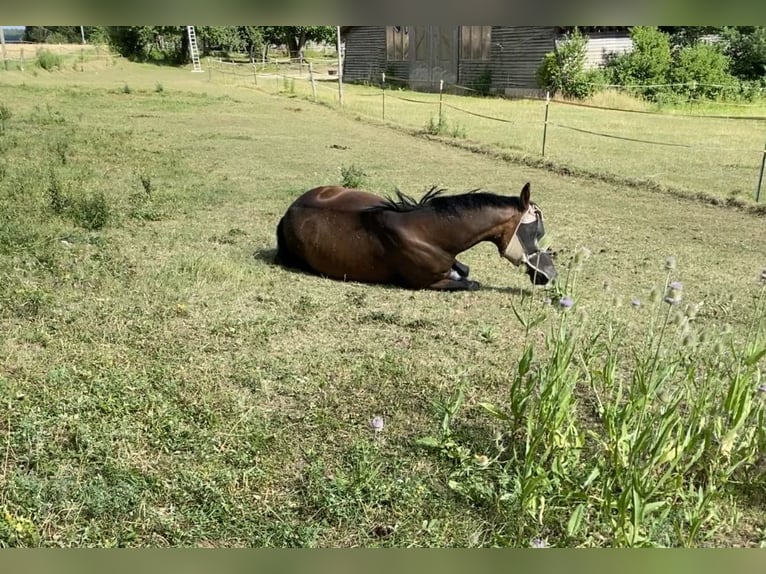Bavarian Warmblood Mare 15 years 16 hh Brown in LappersdorfLappersdorf