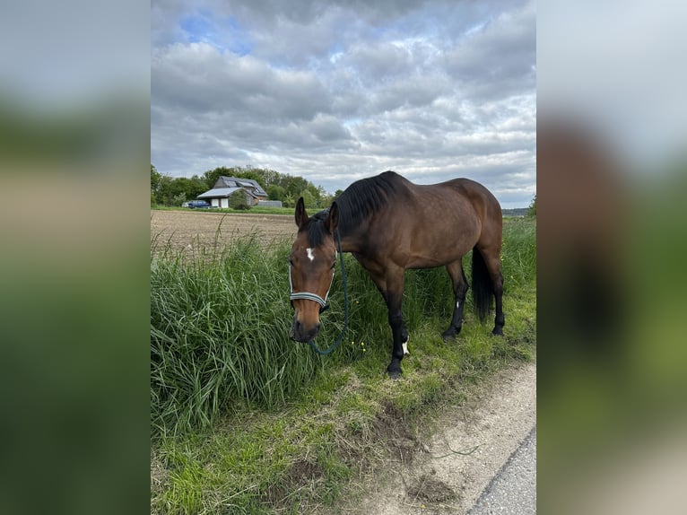 Bavarian Warmblood Mare 15 years 16 hh Brown in LappersdorfLappersdorf