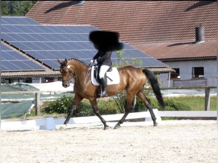Bavarian Warmblood Mare 15 years 16 hh Brown in LappersdorfLappersdorf