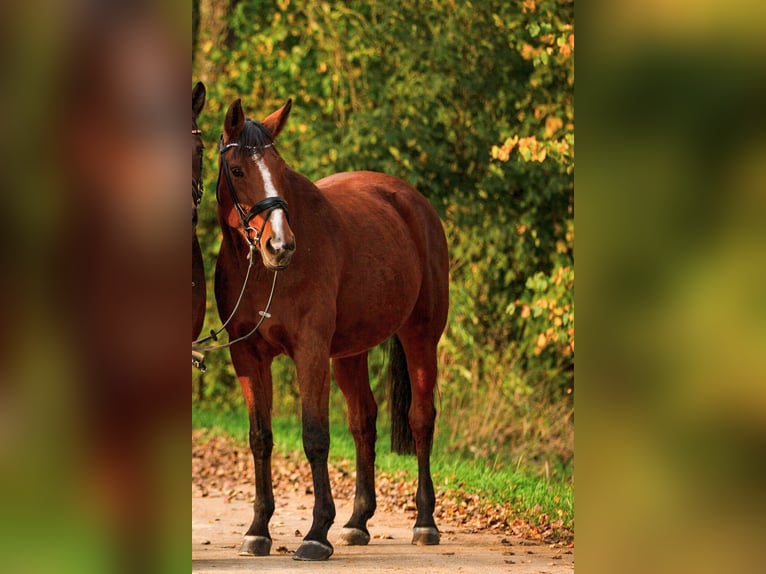 Bavarian Warmblood Mare 15 years 16,2 hh Brown in Sulz am Neckar