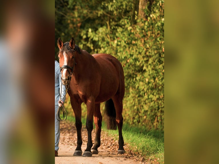 Bavarian Warmblood Mare 15 years 16,2 hh Brown in Sulz am Neckar