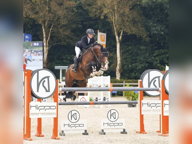 Bavarian Warmblood Mare 15 years 16,2 hh Grey in Freden (Leine)