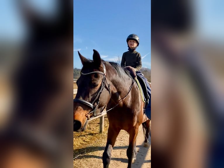 Bavarian Warmblood Mare 15 years 17.1 hh Brown in Marquartstein