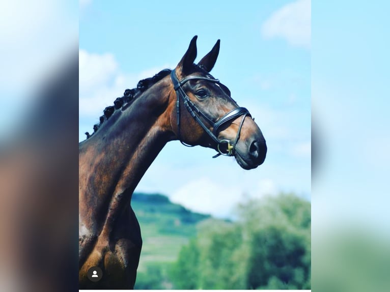 Bavarian Warmblood Mare 15 years 17 hh Bay-Dark in Ihringen