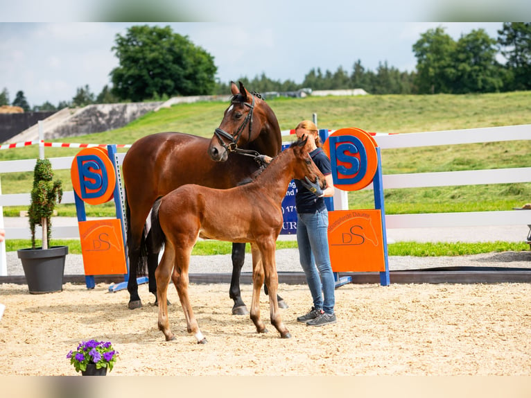 Bavarian Warmblood Mare 15 years 17 hh Brown in Waischenfeld