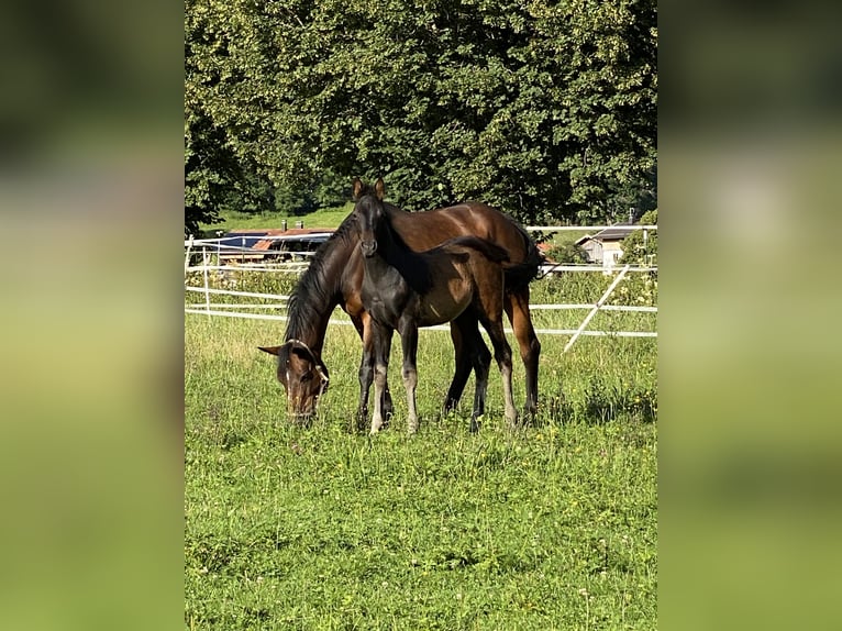 Bavarian Warmblood Mare 16 years 15,2 hh Brown in BayrischzellBayrischzell