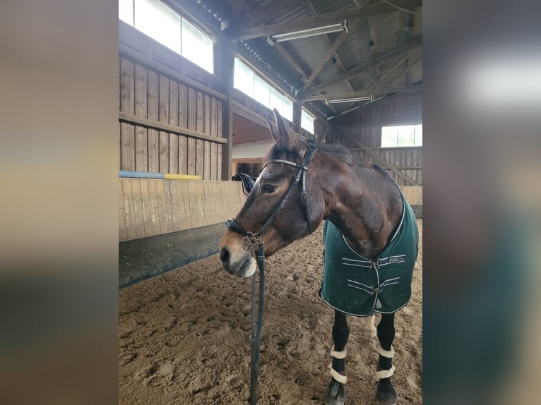 Bavarian Warmblood Mare 16 years 15,2 hh Brown in Oberlungwitz