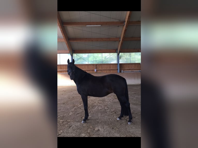 Bavarian Warmblood Mare 16 years 15,3 hh Smoky-Black in Neuburg an der Donau
