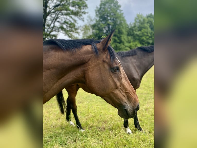 Bavarian Warmblood Mare 16 years 16,1 hh Brown in Nötsch