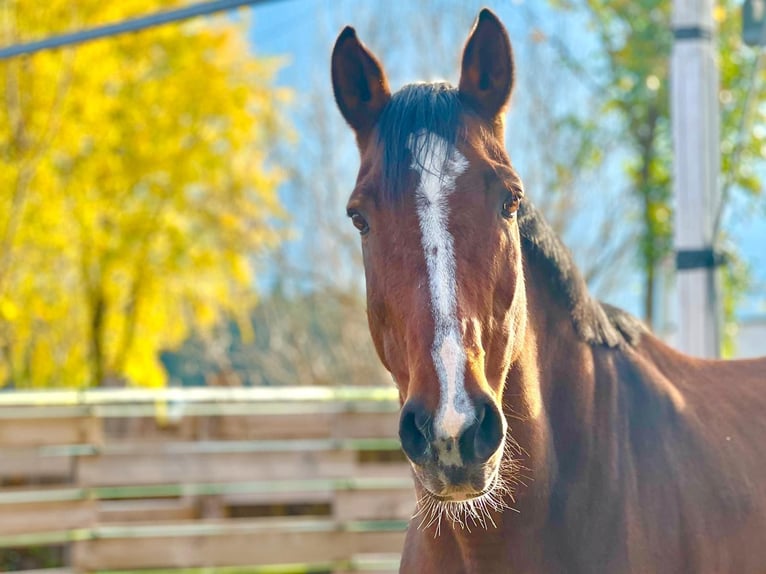 Bavarian Warmblood Mare 16 years 16,1 hh Brown in Nötsch