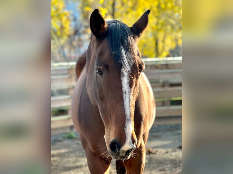 Bavarian Warmblood Mare 16 years 16,1 hh Brown in Nötsch