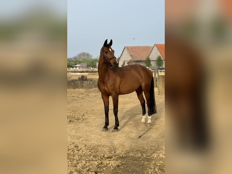 Bavarian Warmblood Mare 16 years 16.1 hh Brown in Stockerau