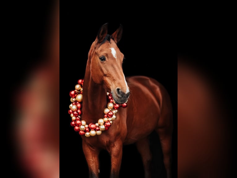 Bavarian Warmblood Mare 16 years 16.1 hh Brown in Stockerau