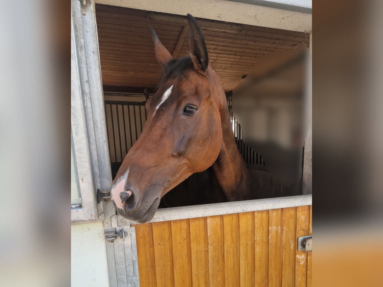 Bavarian Warmblood Mare 16 years 16.2 hh Brown in Burglengenfeld