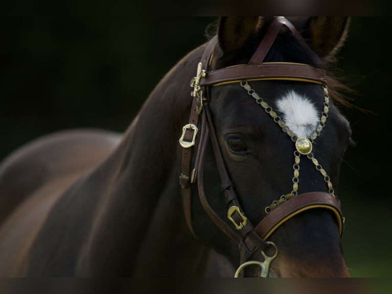 Bavarian Warmblood Mare 16 years 16,2 hh Brown in Parsberg