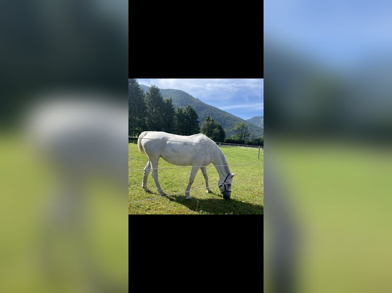 Bavarian Warmblood Mare 16 years 16,2 hh Gray in Ebensee