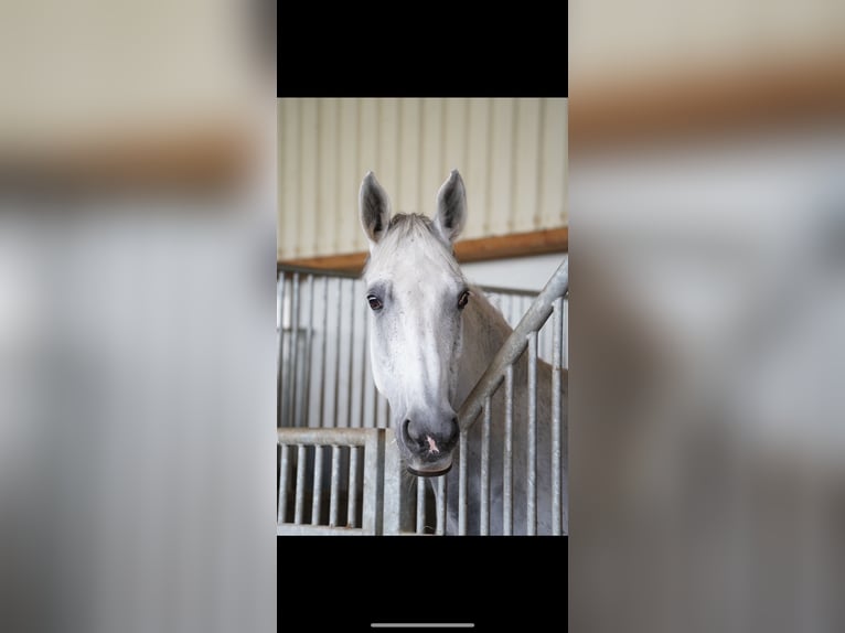 Bavarian Warmblood Mare 16 years 16,2 hh Gray in Ebensee