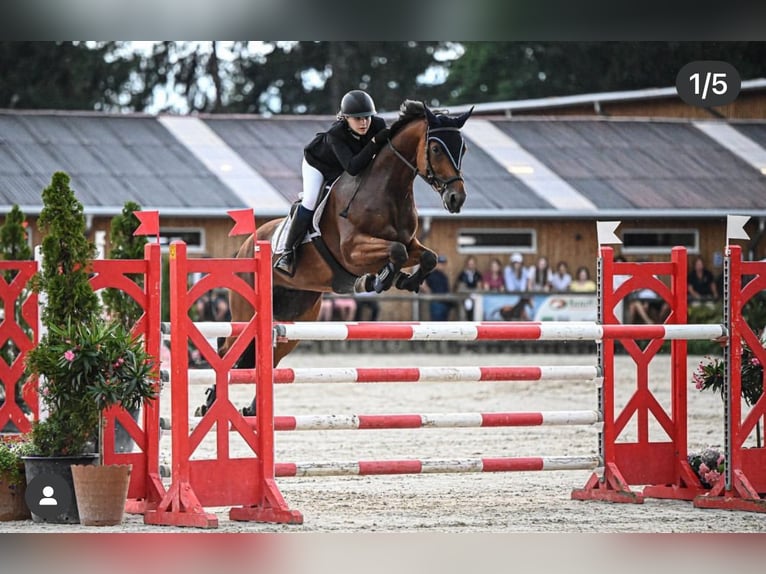 Bavarian Warmblood Mare 16 years 16 hh Brown in Bra&#x15F;ov