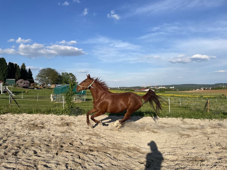 Bavarian Warmblood Mare 16 years 16 hh Chestnut-Red in Bad Wimpfen