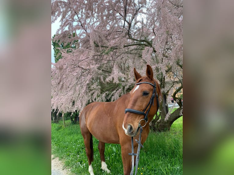 Bavarian Warmblood Mare 16 years 16 hh Chestnut-Red in Bad Wimpfen