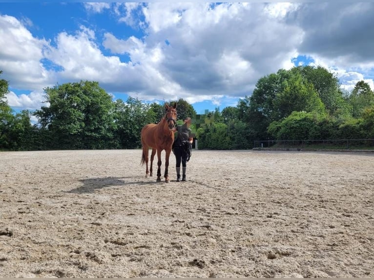 Bavarian Warmblood Mare 16 years 16 hh Chestnut-Red in Remlingen